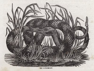 Serpente a sonagli da English School