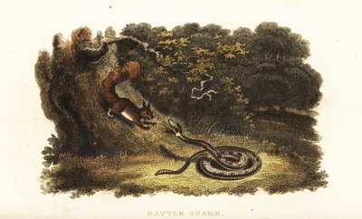 Serpente a sonagli che incanta uno scoiattolo giù da un albero da English School