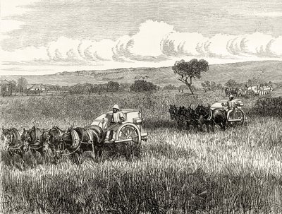 Mietitura a South Adelaide, c.1880, da 