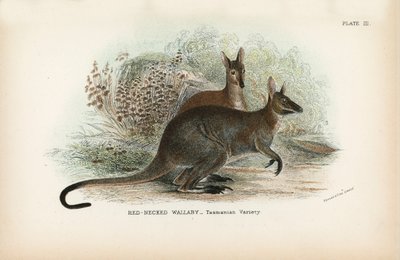 Wallaby dal collo rosso, varietà tasmaniana da English School