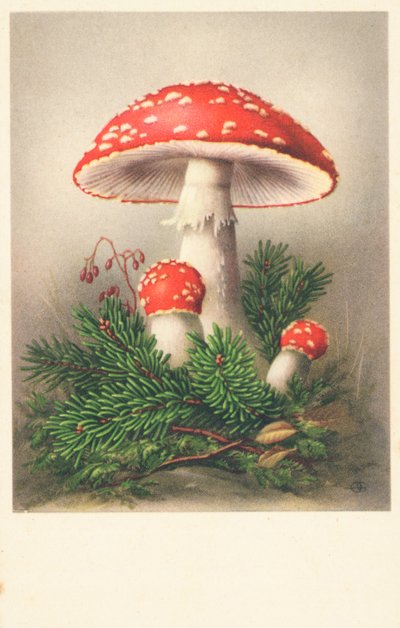 Funghi con cappello rosso da English School