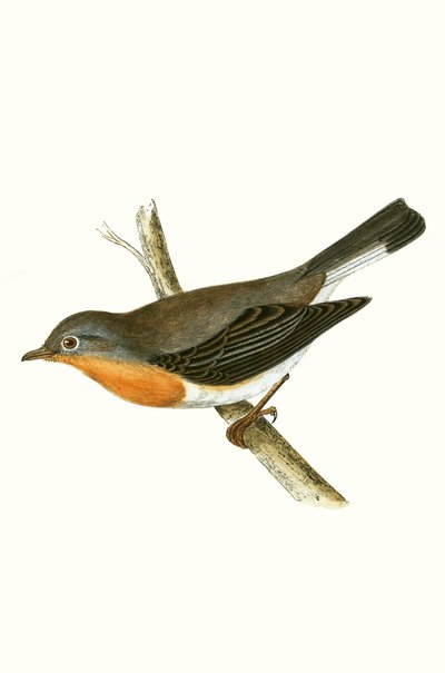 Pigliamosche Pettirosso, illustrazione da 