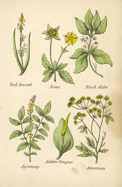 Loglio Rosso, Avens, Ontano Nero, Agrimonia, Lingua di Serpente, Amomo da English School