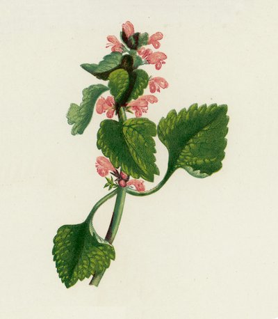 Falsa ortica rossa, Lamium Purpureum da English School