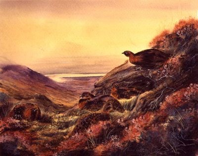 Gallo Cedrone nella Brughiera, c.1890 da English School