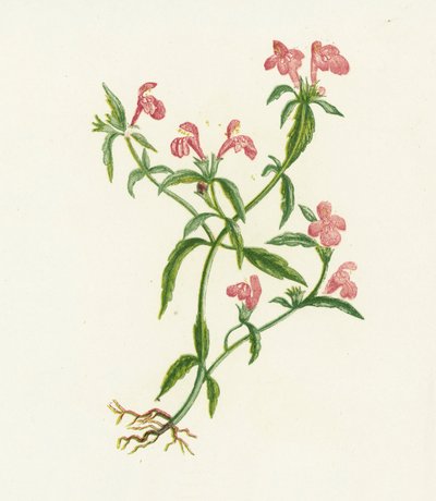 Galeopsis Ladanum da English School