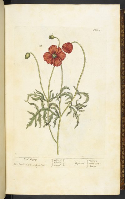Papavero rosso, Tavola 2 da 