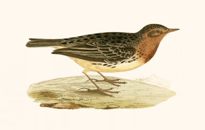 Pipit gola rossa, illustrazione da 