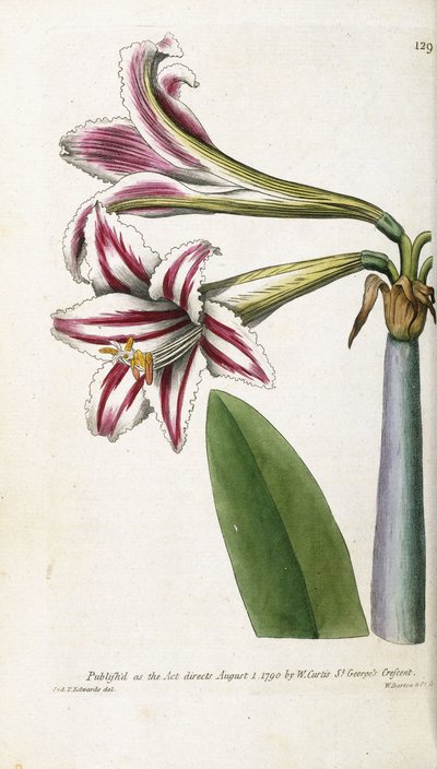 Giglio a strisce rosse e bianche, 1799-1810 da English School