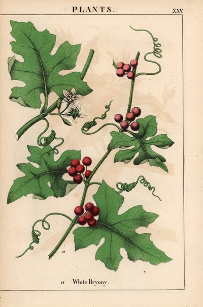 Bryonia dioica con bacche rosse, da 