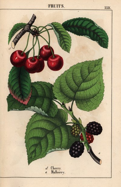 Ciliegie rosse e frutti di gelso, da 
