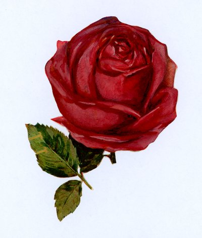 Rosa rossa da English School