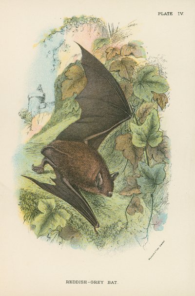 Pipistrello grigio-rossastro da English School