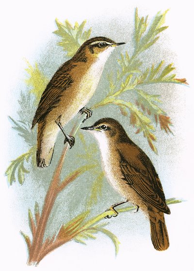 Cannaiola (in basso) e Cannaiola di Sedge (in alto) da English School