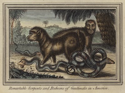 Serpenti e babbuini notevoli del Guatemala in America da English School