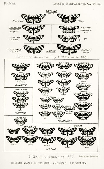 Somiglianze nelle lepidottere americane tropicali, illustrazione da The Hope Reports, Vol. II, 1897-1900, a cura di Edward B. Poulton, Oxford, 1901 da English School