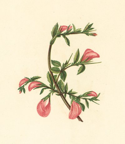 Stregona dei Campi, Ononis Arvensis da English School