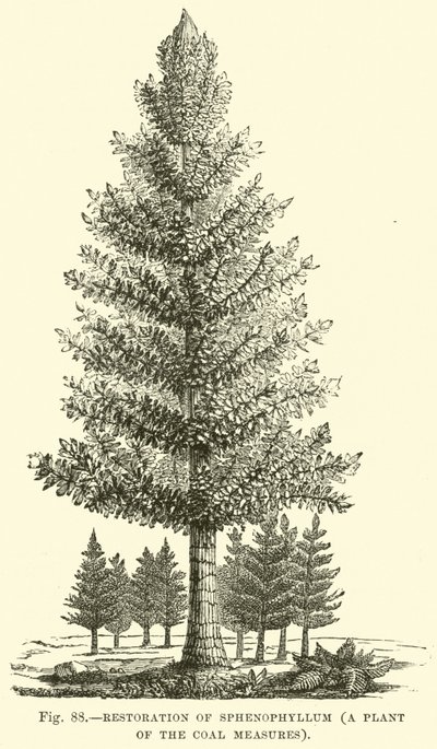Restauro di Sphenophyllum, una pianta delle misure del carbone da English School