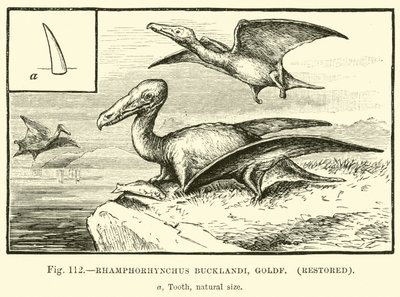 Rhamphorhynchus Bucklandi, Goldf, restaurato da English School