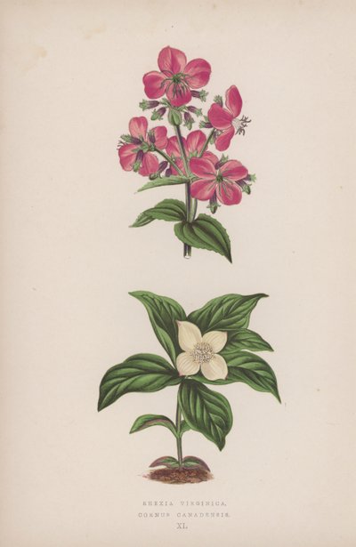 Rhexia Virginica; Cornus Canadensis (litografia a colori) da English School