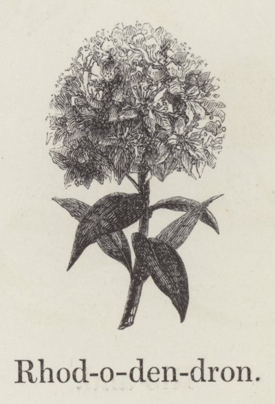 Rhododendron da English School