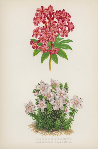 Rhododendron Ferrugineum; Rhododendron Chamaecistus da English School