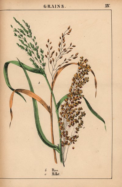 Riso e miglio, da 