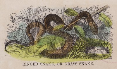 Serpente ad anelli o biscia dal collare da English School