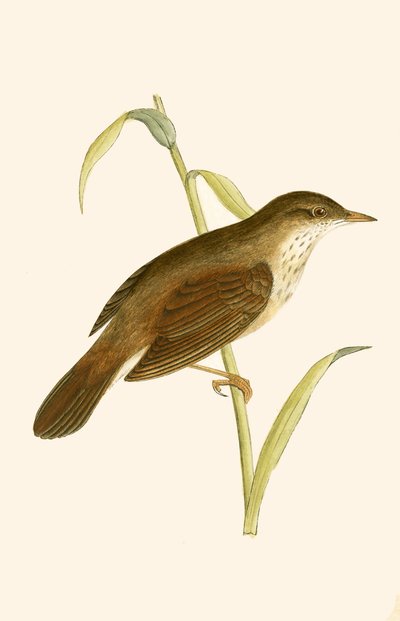 Cannaiola, illustrazione da 