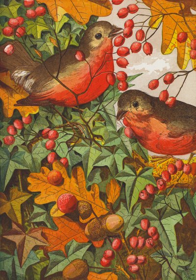 Pettirosso (litografia a colori) da English School