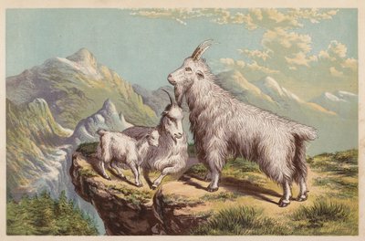 Capra delle Montagne Rocciose, Aplocerus Montanus da English School