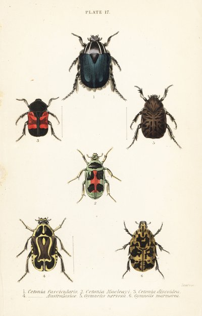 Coleotteri cetonia: Cetonia fascicularis, Heterorhina macleayi, Gametoides subfasciata, coleottero violinista, Eupoecila australasiae, Gymnetis hieroglyphica e Gymnetis marmorea da English School