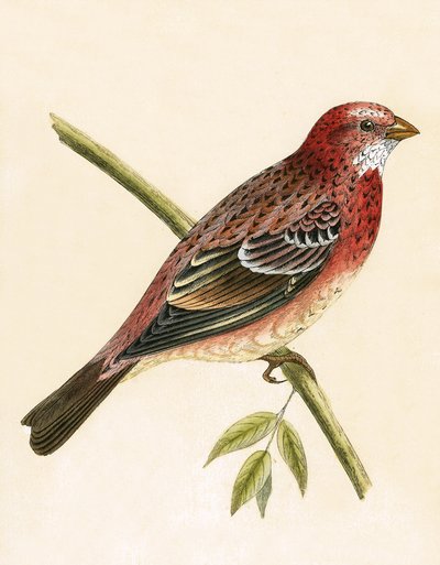 Fringuello rosato, illustrazione da 