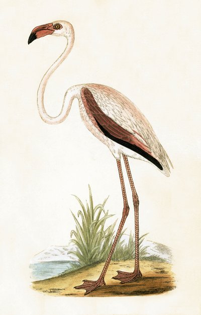 Fenicottero rosa, illustrazione da 