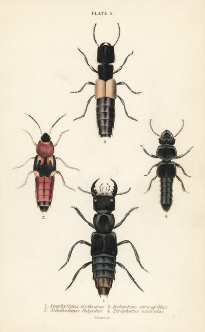 Scarabei rove: Staphylinus erythrurus, Xantholinus fulgidus, Bolitobius atricapillus, Zirophorus exaratus da English School
