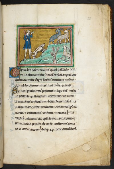 Un cacciatore o contadino con cani, che insegue capre, da Bestiario, Lapidario, 2° quarto del XIII secolo da English School