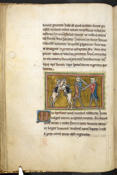 Due cavalieri che combattono a piedi con spade, mentre i loro cavalli combattono tra loro sulle zampe posteriori, da Bestiario, Lapidario, 2° quarto del XIII secolo (pergamena) da English School