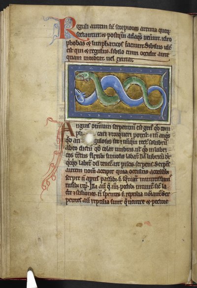 Anguis, dal 