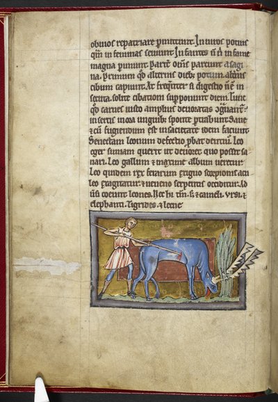 Antilope, da 