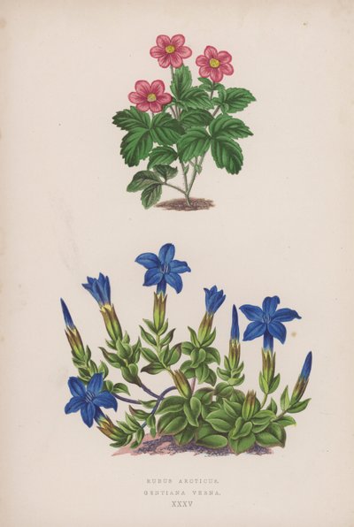 Rubus Arcticus; Gentiana Verna (litografia a colori) da English School