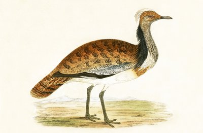 Otarda Rossa, illustrazione da 