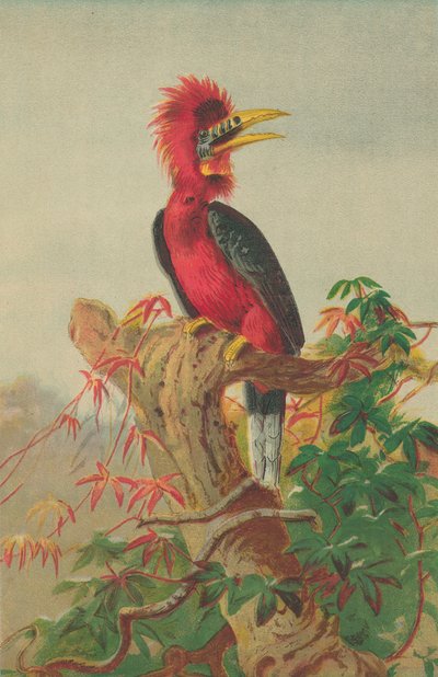 Bucero dal collo rosso (Buceros nipalensis) da English School