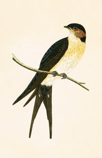 Rondine rugginosa, illustrazione da 