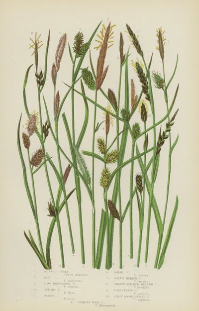 Carex rossiccia, Carex pallida, Carex a brattee lunghe, Carex gialla, Carex fulva, Carex sciolta... da English School