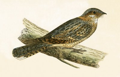 Succiacapre dal collo rossiccio, illustrazione da 