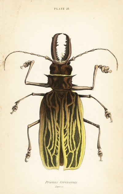 Coleottero longhorn dai denti a sciabola, Macrodontia cervicornis da English School