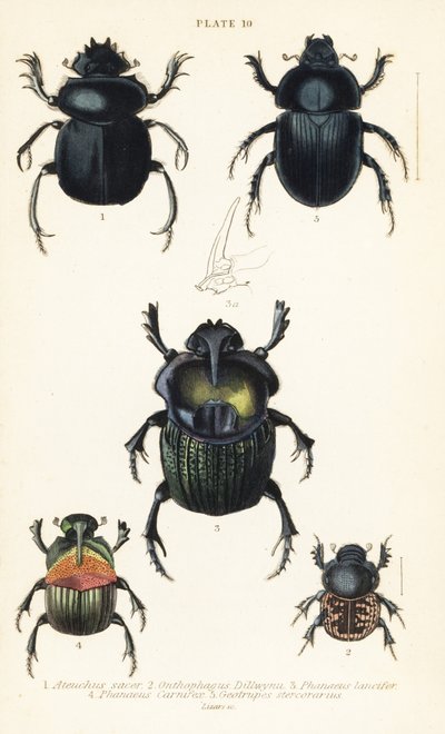 Scarabeo sacro, Scarabaeus sacer 1, scarabei stercorari, Onthophagus nuchicornis 2, Coprophanaeus lancifer 3, Sulcophanaeus carnifex 4, e scarabeo stercorario, Geotrupes stercorarius 5 da English School