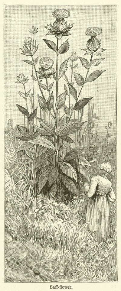 Fiore di zafferano (incisione) da English School
