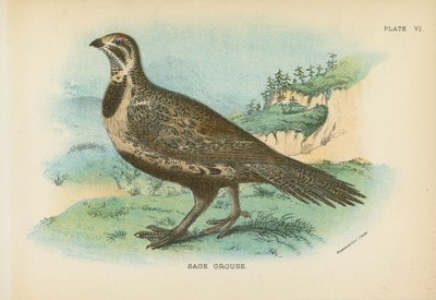 Gallo della salvia da English School
