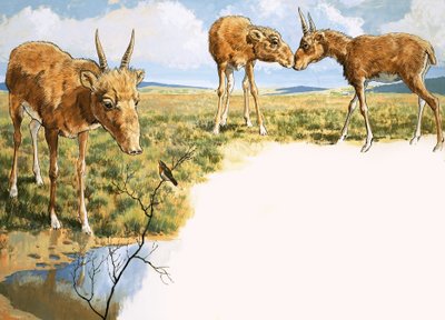 Antilope Saiga da English School